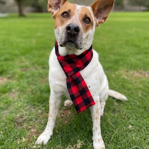 May include: A white and brown dog wearing a red and black plaid scarf. The dog is sitting on green grass.