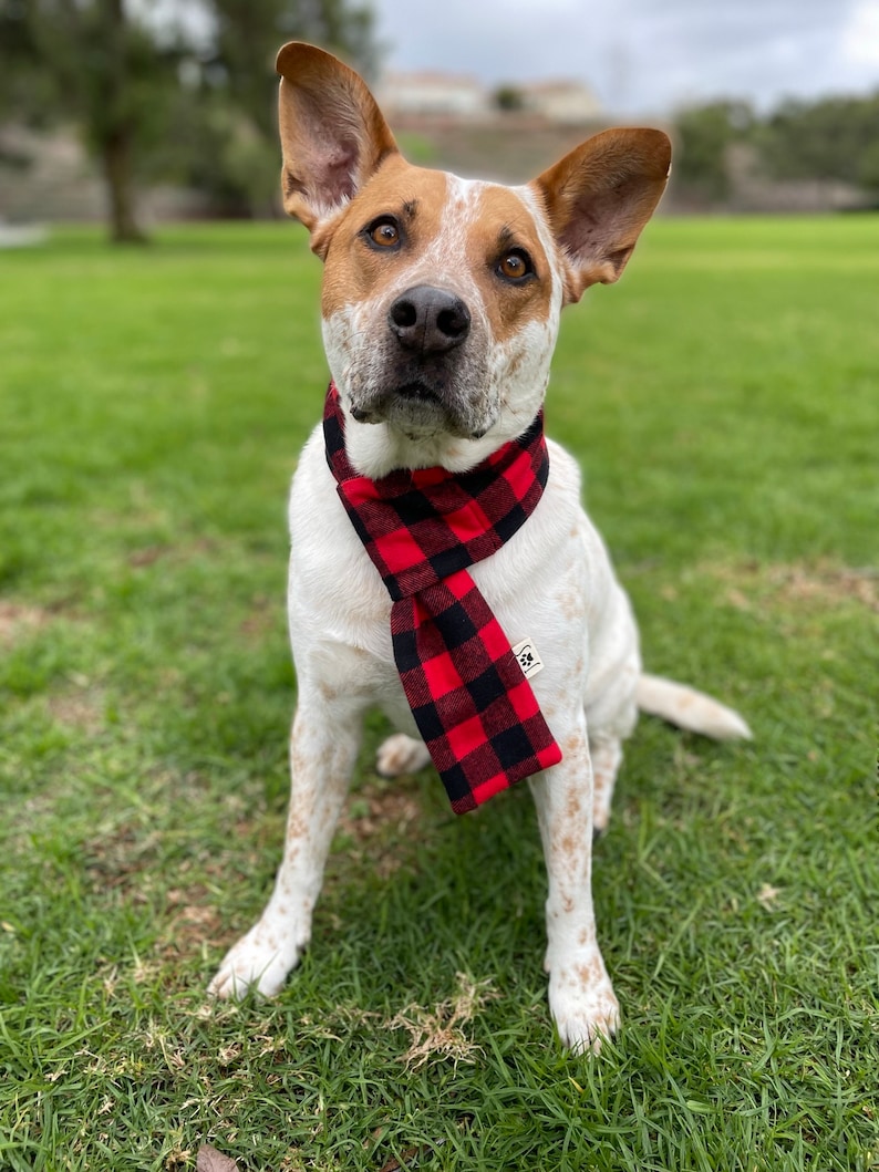 May include: A white and brown dog wearing a red and black plaid scarf. The dog is sitting on green grass.