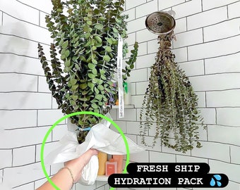 FRESH Eucalyptus Shower Aromatherapy | Real Baby Blue Flowers | Transform Your Daily Shower Into A Spa.