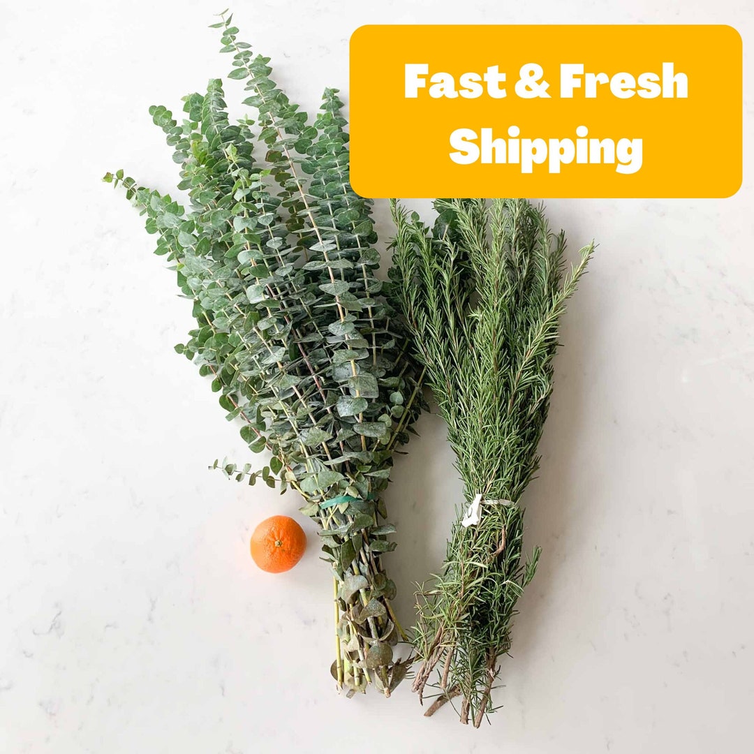 FRESH Rosemary & Eucalyptus Shower Bunch | Hanging Ribbon Inside | Real ...