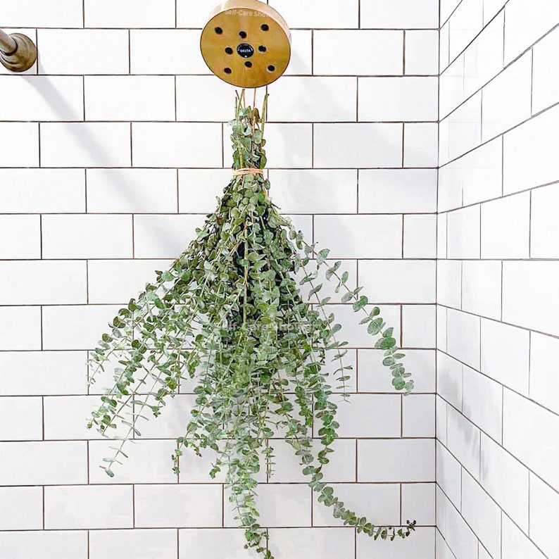 Fresh Shower Eucalyptus San Diego Grown | Hanging Ribbon Included | Aromatherapy | Baby Blue Eucalyptus | Restful Sleep | Gift Bouquet Bunch image 1