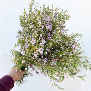 Wax Flower Fresh Cut USA Grown - Pink/purple/white - 10 Stems About 18-24  Inches - Etsy