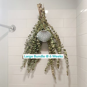Fresh Shower Eucalyptus San Diego Grown | Hanging Ribbon Included | Aromatherapy | Baby Blue Eucalyptus | Restful Sleep | Gift Bouquet Bunch image 2