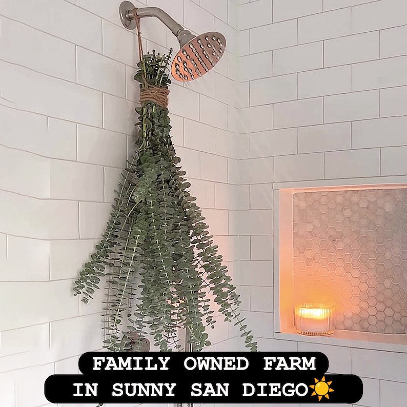 Fresh Eucalyptus Bouquet Shower Aromatherapy | Real Baby Blue Flowers ...