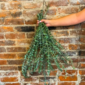 Fresh Shower Eucalyptus San Diego Grown | Hanging Ribbon Included | Aromatherapy | Baby Blue Eucalyptus | Restful Sleep | Gift Bouquet Bunch image 5