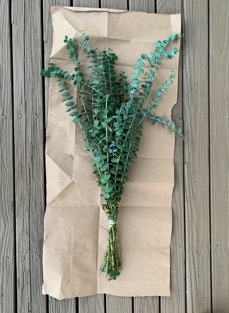 Fresh Shower Eucalyptus San Diego Grown | Hanging Ribbon Included | Aromatherapy | Baby Blue Eucalyptus | Restful Sleep | Gift Bouquet Bunch image 6