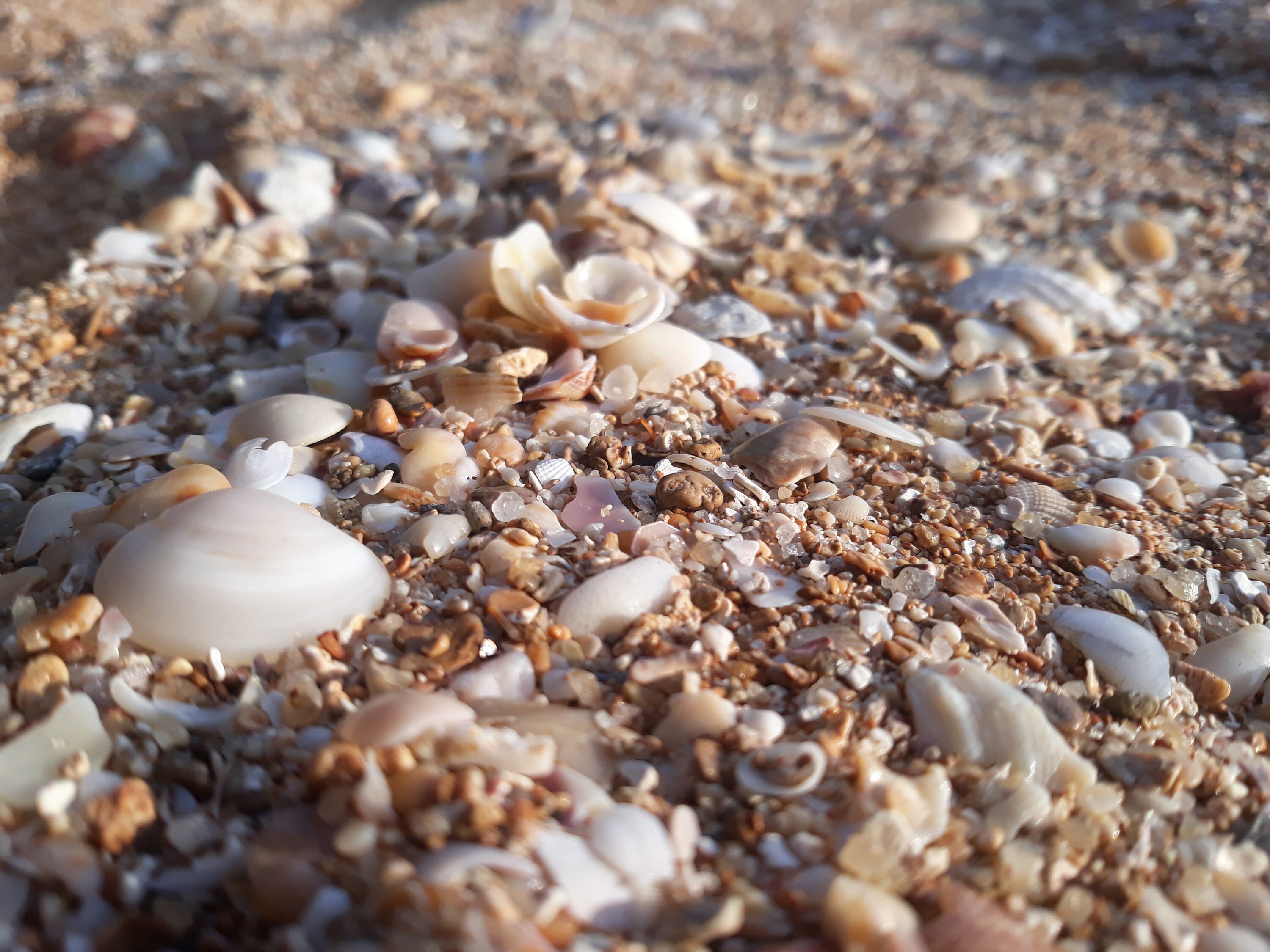 Escape to the Beach With Our Exquisite Seashell Collection - Etsy