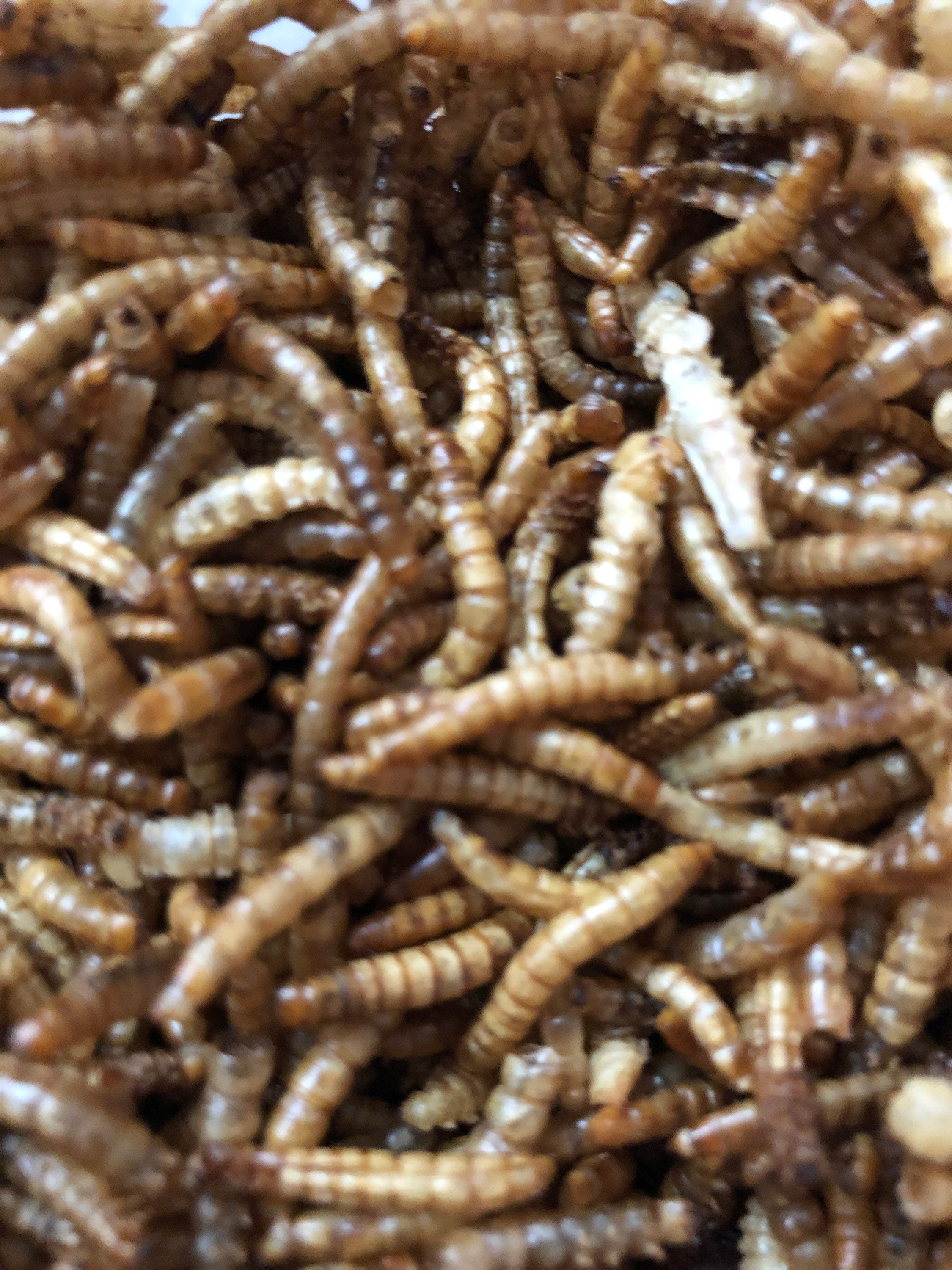 Mealworms for hamsters x50 Etsy