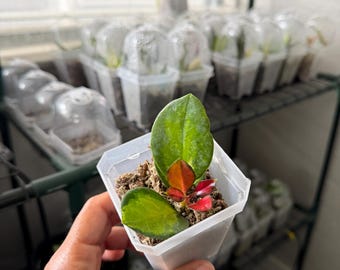 Hoya Australis ‘Lisa’ starter