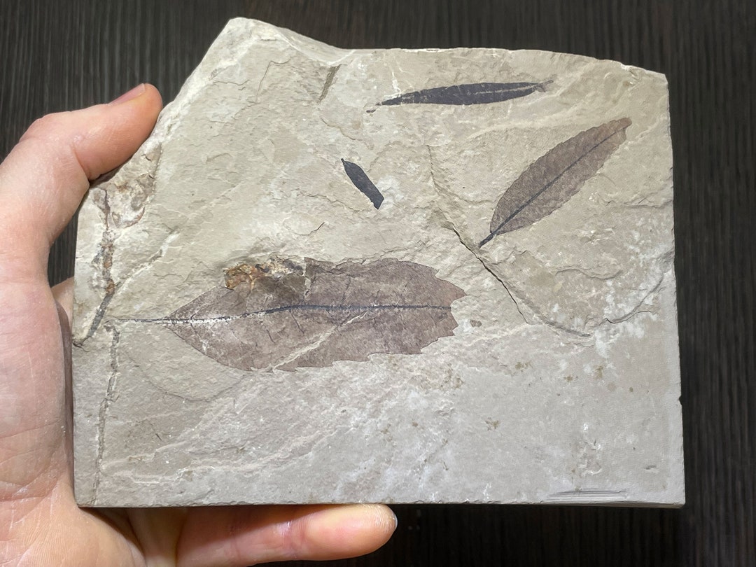 Fossilized Group of Leaves Etsy
