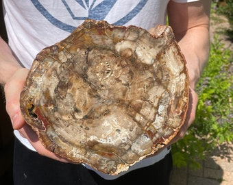 May include: A cross-section of petrified wood, showcasing concentric rings and varied colors. The fossilized wood displays shades of brown, beige, and red, with visible growth rings and intricate patterns. The circular shape is held by a person.