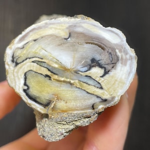 Petrified Wood Branch