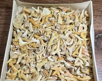 Shark teeth from Morocco - 1 pound