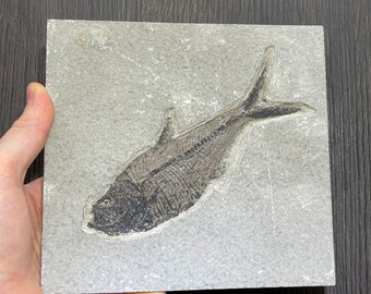 Fossil Diplomystus Fish from the Green River Formation in Wyoming