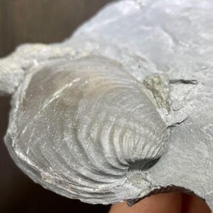 May include: A fossilised clam shell embedded in a grey rock matrix. The shell is a light grey colour with visible ridges and a textured surface. The rock has a rough, uneven texture, showcasing the natural details of the ancient artifact.