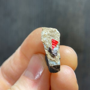 May include: A small, elongated rock fragment with a rough, textured surface. The rock features a vibrant red, triangular-shaped inclusion and dark brown and white mineral deposits. The rock is held between two fingers.