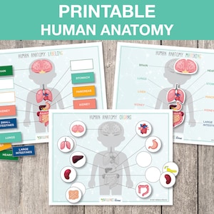 Printable Human Anatomy, Anatomy Busy Book, Science Activity, About My Body, Preschool Science, Homeschool Activity INSTANT DOWNLOAD, S006