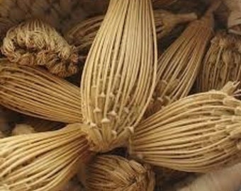 Ammi Visnaga Bouchnikha Bischofskraut Seeds Ammi majus Zahnstoch, erkraut, Berber Toothpick