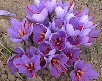 Premium Moroccan Red Saffron Spice, Flower Threads