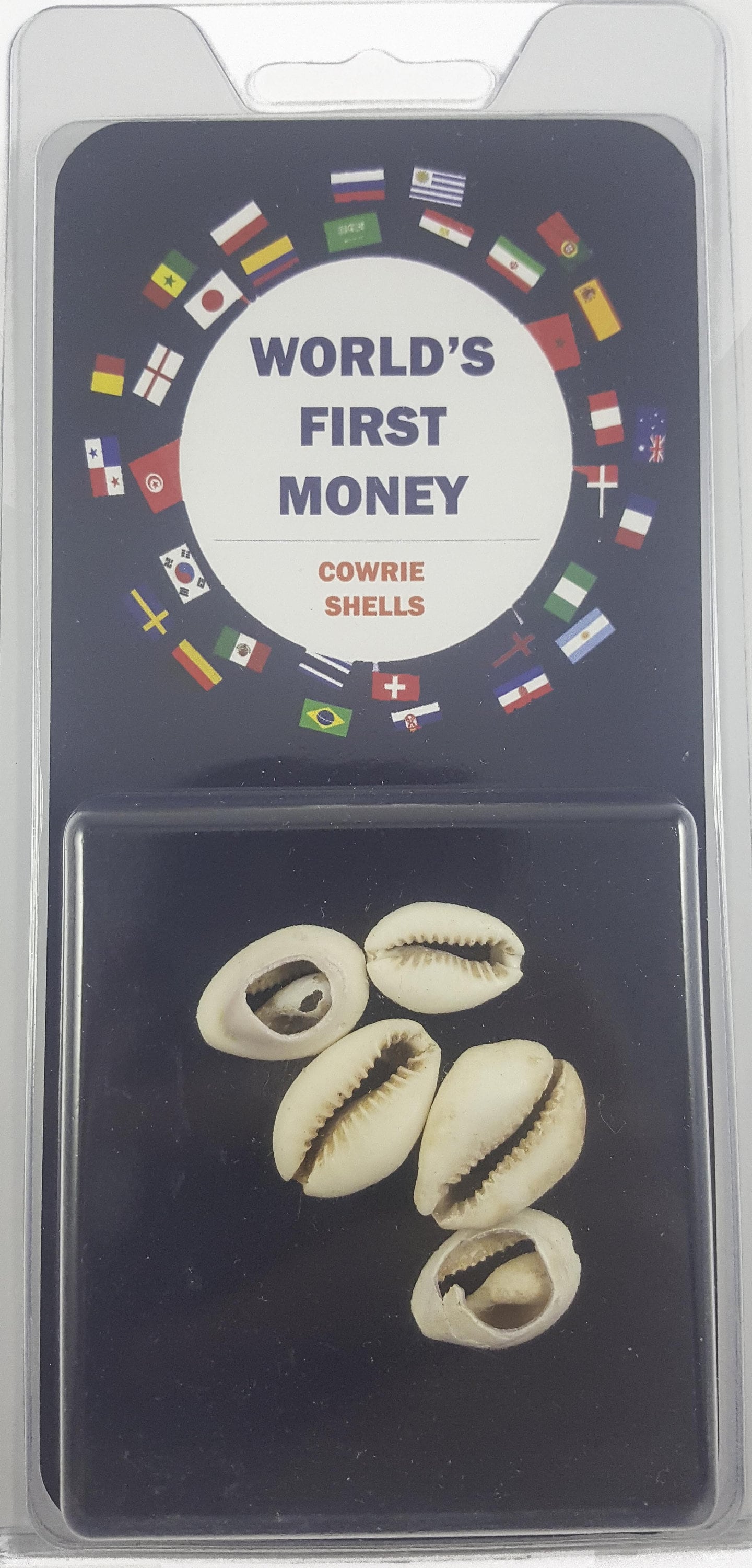World's First Money Cowrie Shells Etsy