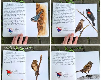 Può includere: Una guida illustrata di quattro pagine per gli uccelli comuni. Ogni pagina presenta un'illustrazione ad acquerello di un uccello, insieme al suo nome latino, al suo nome comune e una breve descrizione del suo habitat e delle sue caratteristiche. Gli uccelli presentati sono la Sitta petto rosso, il Merlo dal dorso rosso, lo Sparviero delle praterie e lo Sparviero canoro.