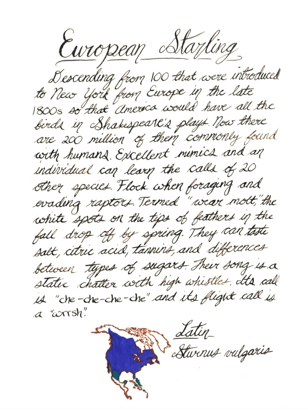 Handmade Field Guide Seattle Field Guide | Watercolor Field Guide | Handmade Field Guide ...