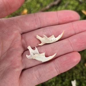 May include: Two small, off-white animal jawbones are displayed in a person's open palm against a blurred green background. The jawbones have visible teeth and a curved shape, suggesting they are from a small mammal. The bones are a natural, organic item.
