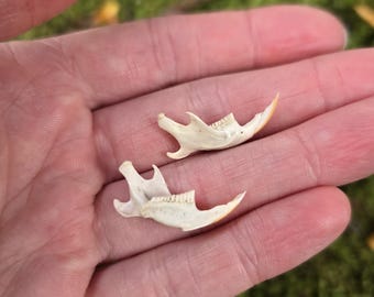 Può includere: Due piccole mandibole di animali bianche con denti, tenute in una mano su uno sfondo di muschio verde.