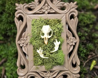 Ethically sourced framed rodent skulls