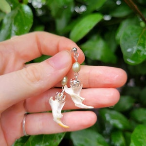May include: Unique dangle earrings featuring small animal jawbones with silver-colored crowns and pale green pearls. The jawbones have a natural off-white color with a yellow-tan tip. The earrings are suspended from a silver-colored post.