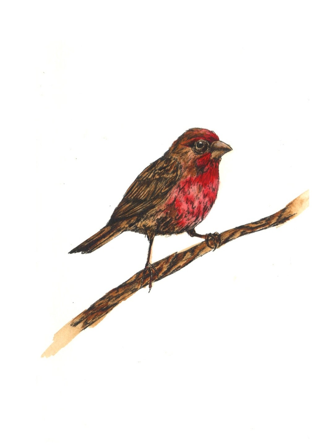 Handmade Field Guide Seattle Field Guide | Watercolor Field Guide | Handmade Field Guide ...