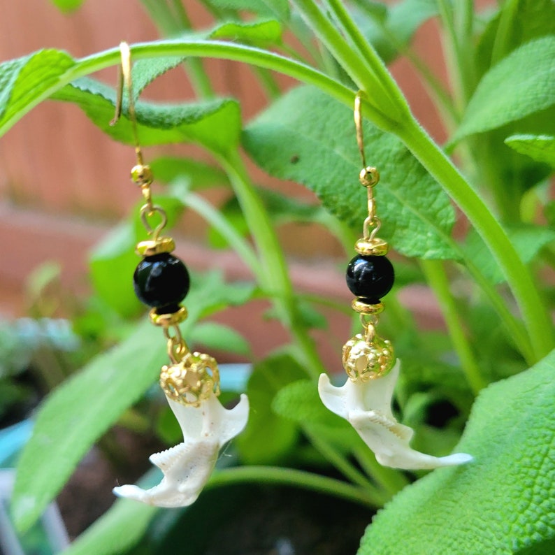 May include: A pair of unique dangle earrings. Each earring features a small, white bone claw pendant, a black bead, and gold-colored metal accents. The earrings hang from gold-colored ear wires, creating a striking contrast against the green foliage background.