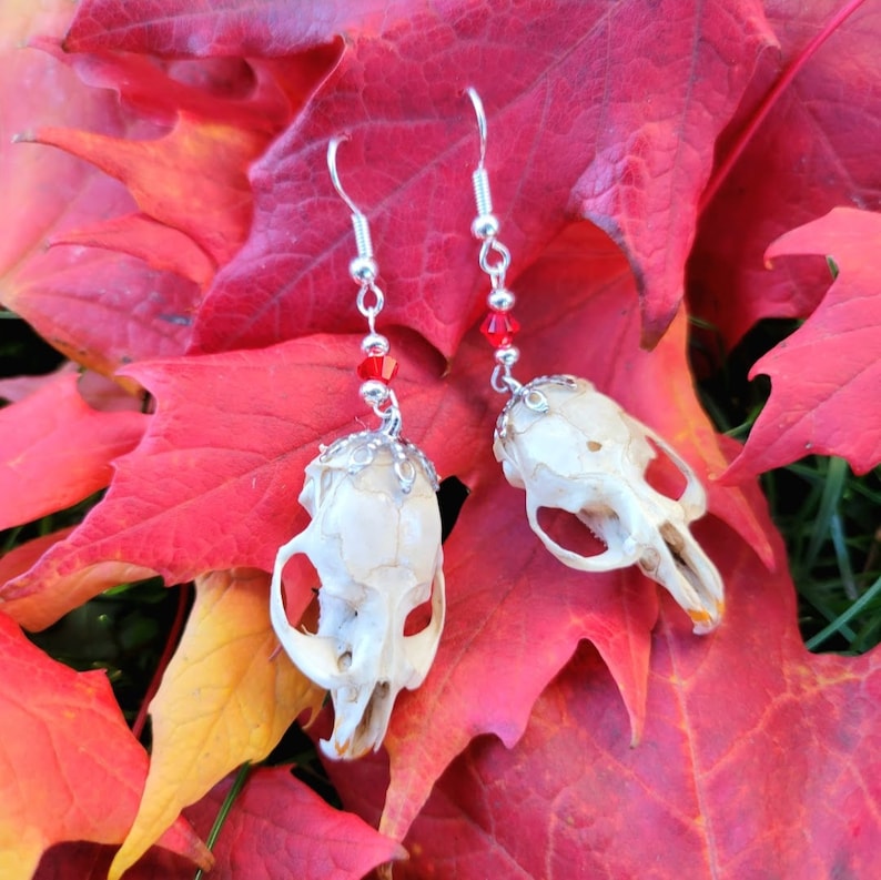 Ethically Sourced Skull Earrings From Barred Owl Pellets Etsy