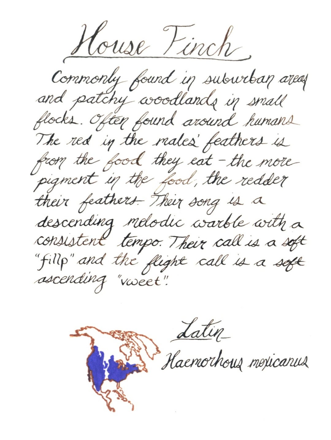 Handmade Field Guide Seattle Field Guide | Watercolor Field Guide | Handmade Field Guide ...