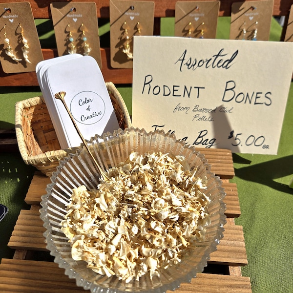 Ethically sourced barred or barn owl pellet assorted rodent bones
