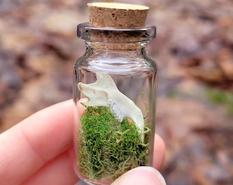Può includere: Un piccolo barattolo di vetro con un tappo di sughero che contiene un piccolo osso di animale bianco e muschio verde.