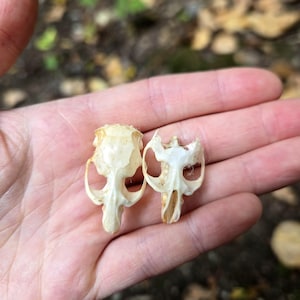 Ethically sourced rodent skulls from barn or barred owl pellets
