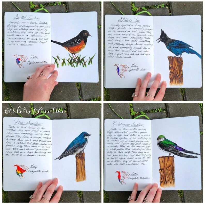 Handmade Field Guide Seattle Field Guide | Watercolor Field Guide | Handmade Field Guide ...