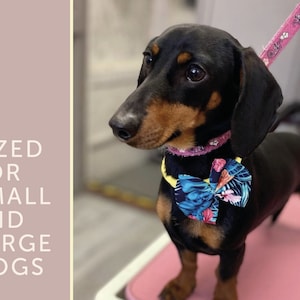 May include: A black and tan dachshund wearing a pink collar with a blue and pink floral bow tie. The dog is standing on a pink surface and is looking to the left.
