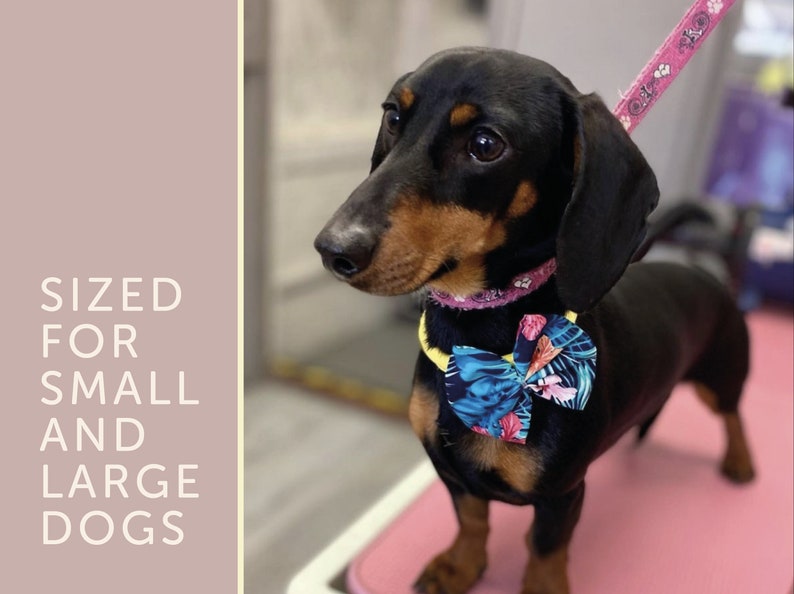 May include: A black and tan dachshund wearing a pink collar with a blue and pink floral bow tie. The dog is standing on a pink surface and is looking to the left.
