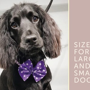 May include: A black dog wearing a purple bow tie with white stars. The text "SIZED FOR LARGE AND SMALL DOGS" is in the background.