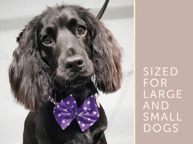 May include: A black dog wearing a purple bow tie with white stars. The text "SIZED FOR LARGE AND SMALL DOGS" is in the background.