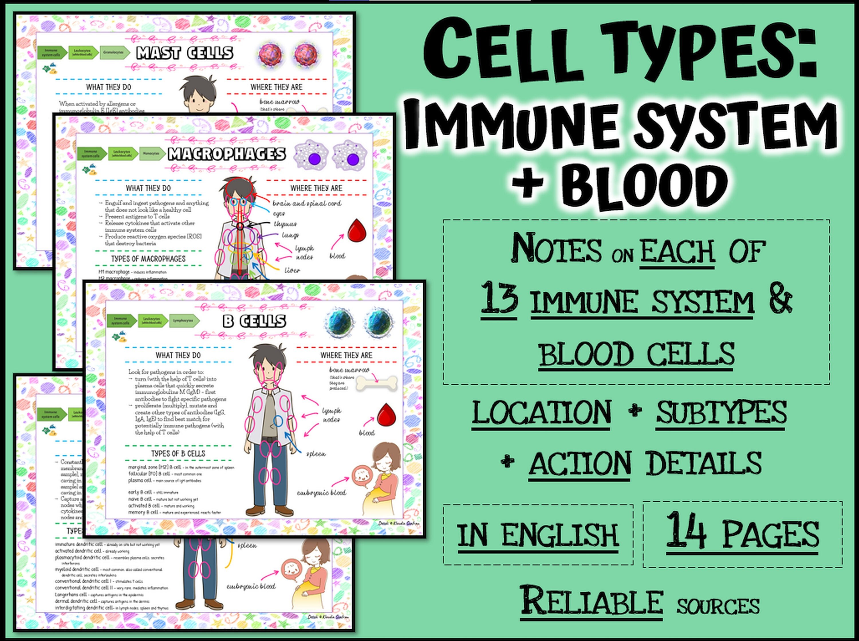 EN Human Cell Types Immune System & Blood Cells lymphocytes ...