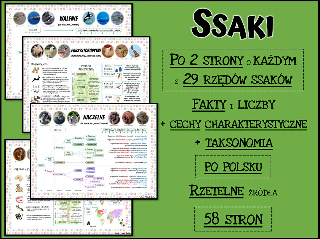PL Ssaki Komplet Notatek O 29 Rzędach Ssaków naczelne - Etsy