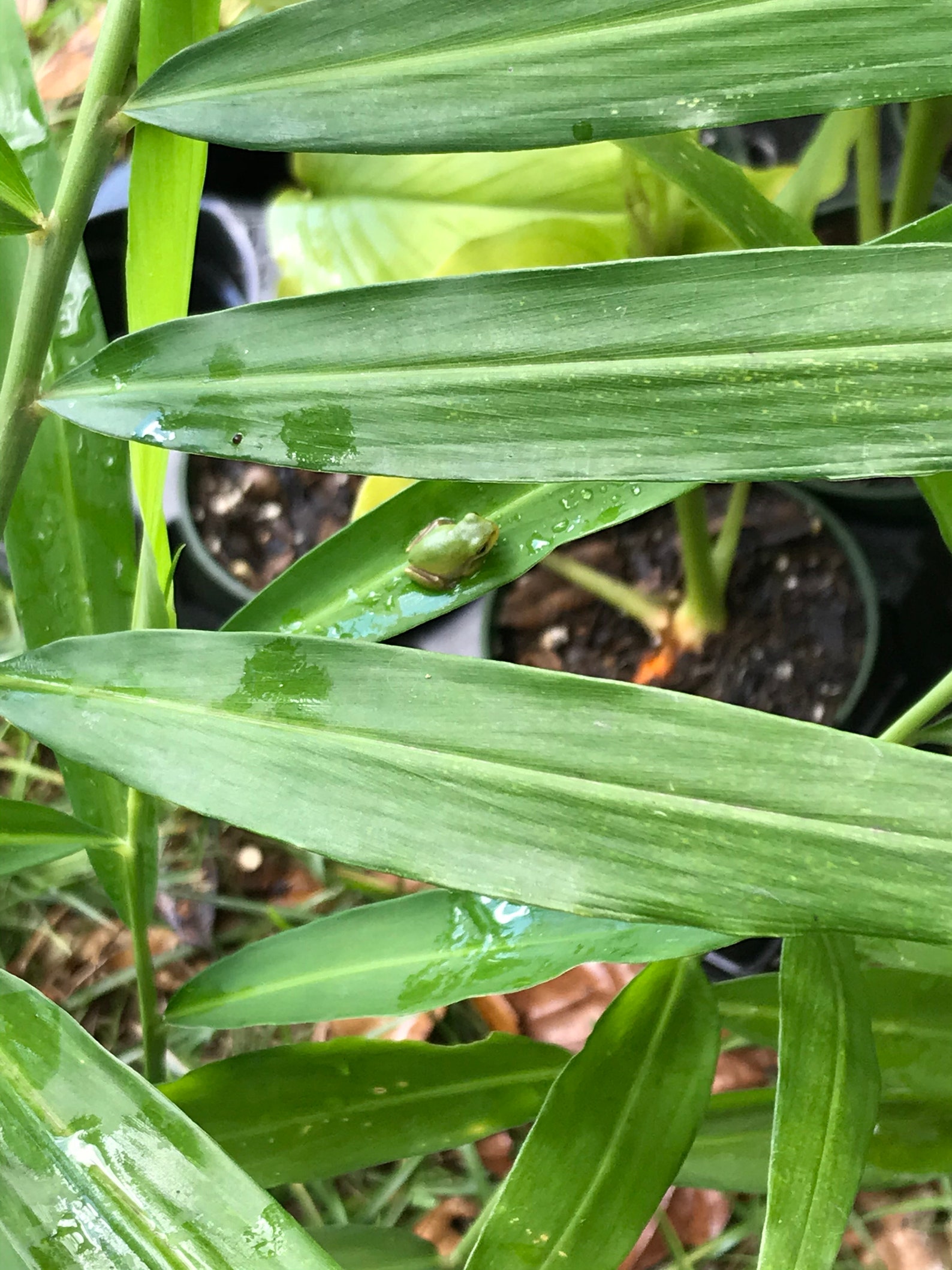 Ginger Poultice PowderAntiInflammatory/Sore Muscles/Joint Etsy