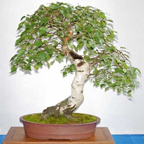 Buy Tree Seeds Silver Birch Seeds: Betula Tree Bonsai Garden - 50+ Seeds  Online in India - Etsy