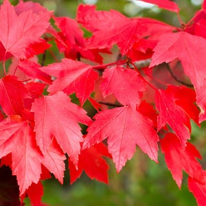 May include: A close-up of a maple tree with bright red leaves. The leaves are in various shades of red, from deep crimson to a lighter pink. The leaves are arranged in a cluster, with some overlapping each other. The background is blurred, suggesting a natural setting.