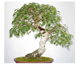 Semillas de abedul plateado: bonsái de Betula - más de 50 semillas