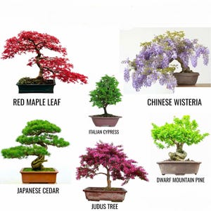 50 seeds or Garden  SEEDS Tree SEEDS Garden 50+ seeds Bonsai mixed
