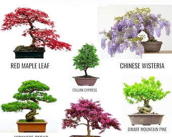 木の種子。50/ミックスのコレクション。盆栽の栽培に最適 - 英国の盆栽ガーデンバラエティ